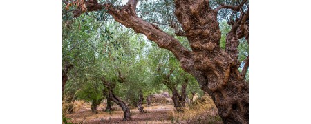 Impianti per olio d'oliva MORI TEM, imbottigliamento, serbatoi, filtri, confezionamento per olio d'oliva